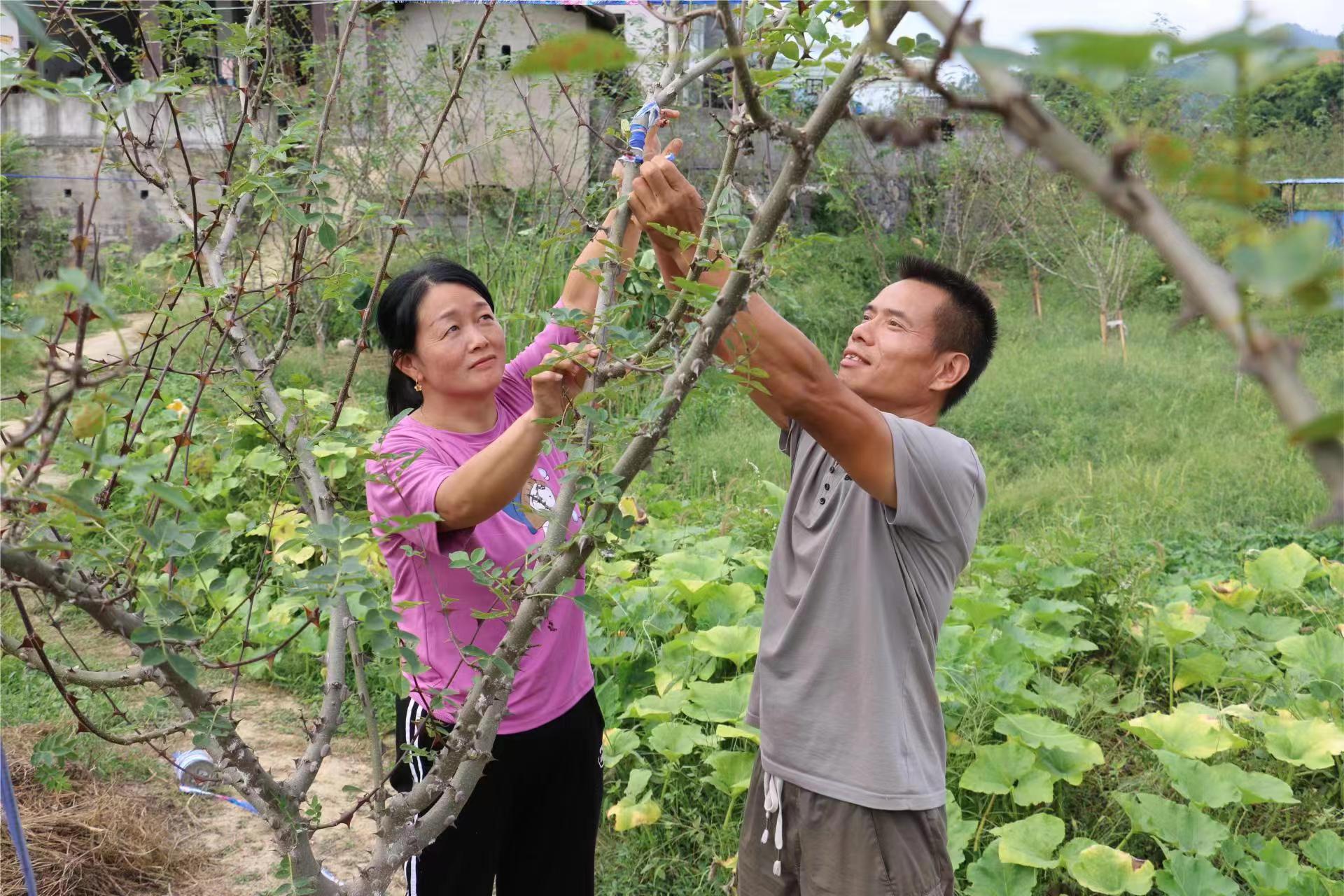 李春紅夫婦進行花椒樹管護。潘婭攝