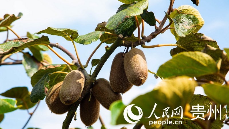 平灘村獼猴桃。實習生 張宇攝