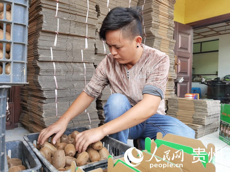 種植戶楊軍正在打包獼猴桃。人民網 王秀芳攝