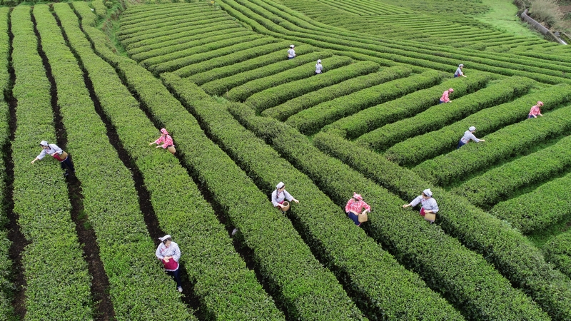 怒溪鎮(zhèn)駱象村生態(tài)茶種植示范區(qū)。