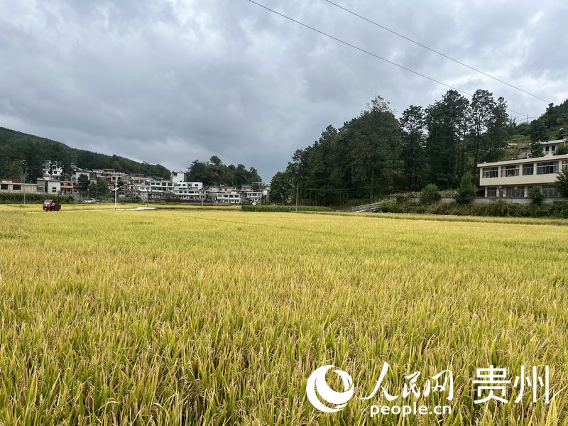 清溪村的水稻即將進入收割期。人民網 李麗萍攝