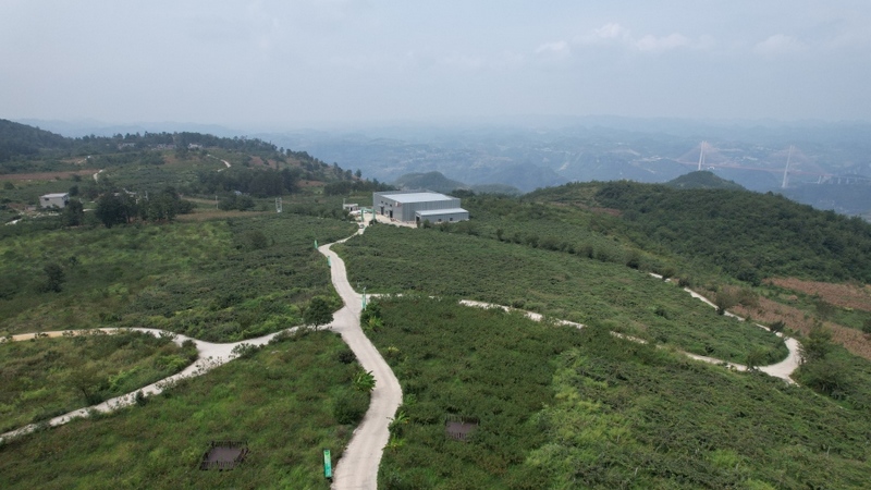 修文縣獼猴桃基地 查姜維攝.jpeg