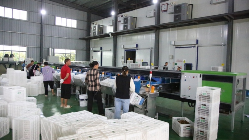 修文縣首個即食獼猴桃加工中心 姜繼恒 攝.jpeg