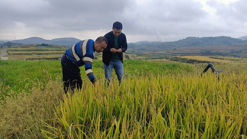 相關(guān)負責人正在查看稻谷狀況 姜繼恒 攝.jpg