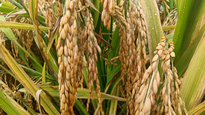 修文縣久長街道清江片區(qū)高標準農(nóng)田稻谷成熟了--姜繼恒 攝.jpg