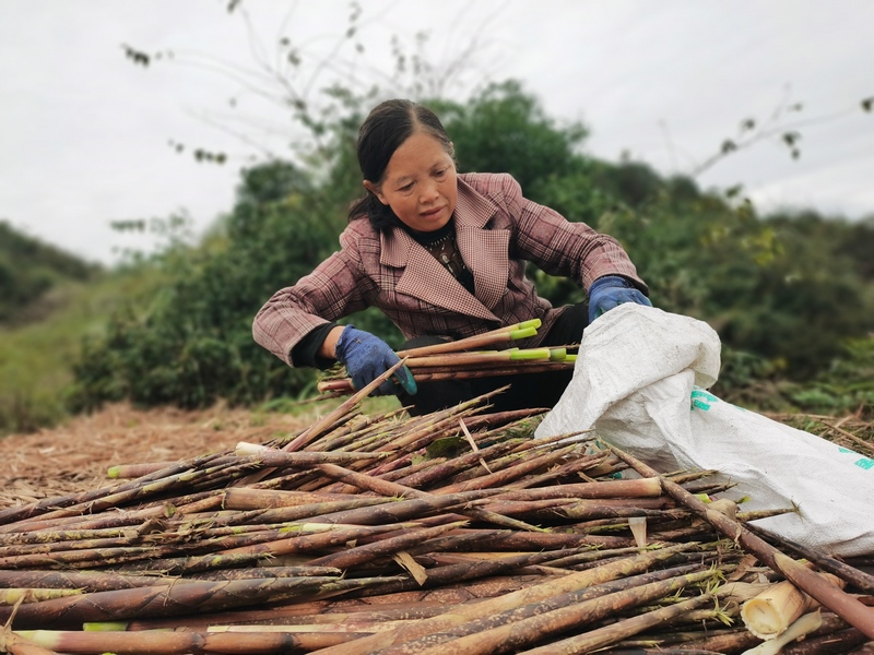 筍農正在打包方竹筍。