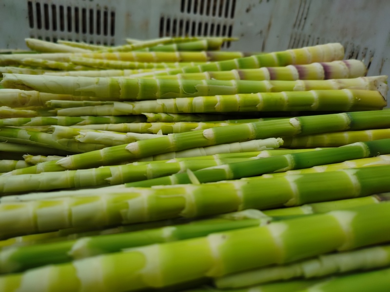 新鮮方竹筍。