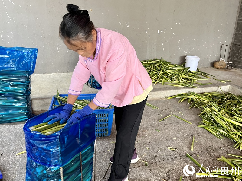 2.村民正在將冬茭裝袋。人民網(wǎng) 李麗萍攝