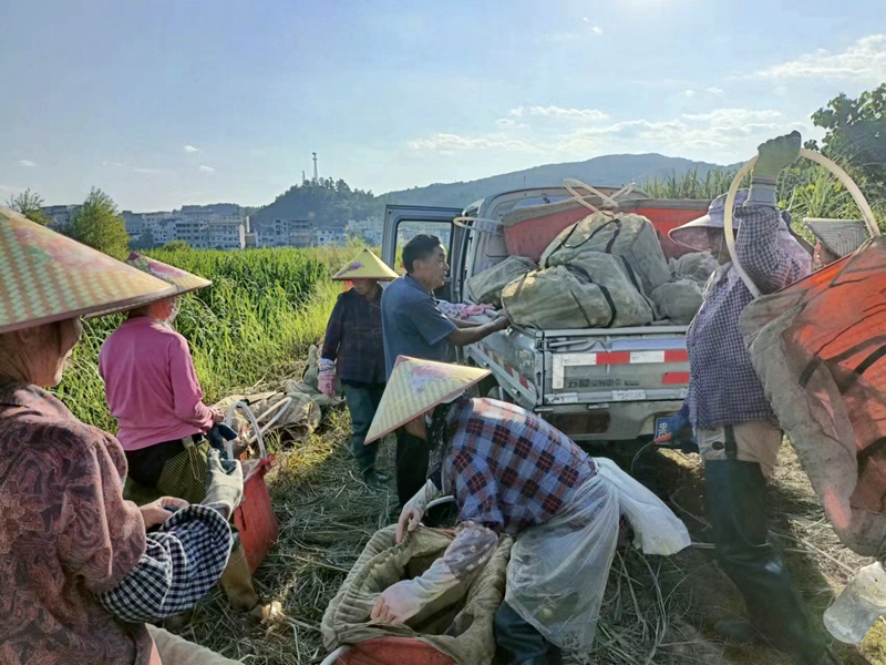 3.村民采收冬茭。平塘縣浙黔生態(tài)農(nóng)業(yè)科技有限公司供圖