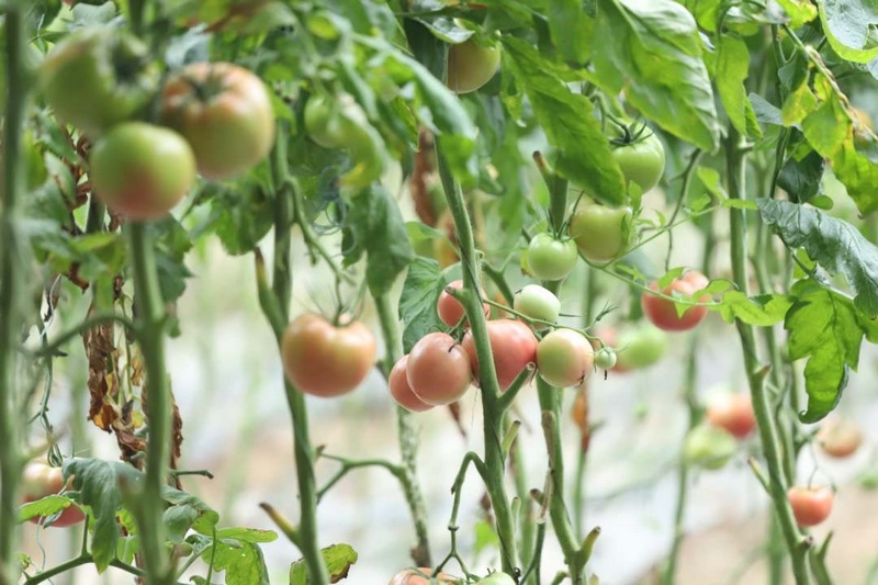 高質(zhì)量發(fā)展調(diào)研行 |“科技范”的大棚里滿載豐收希望【7】