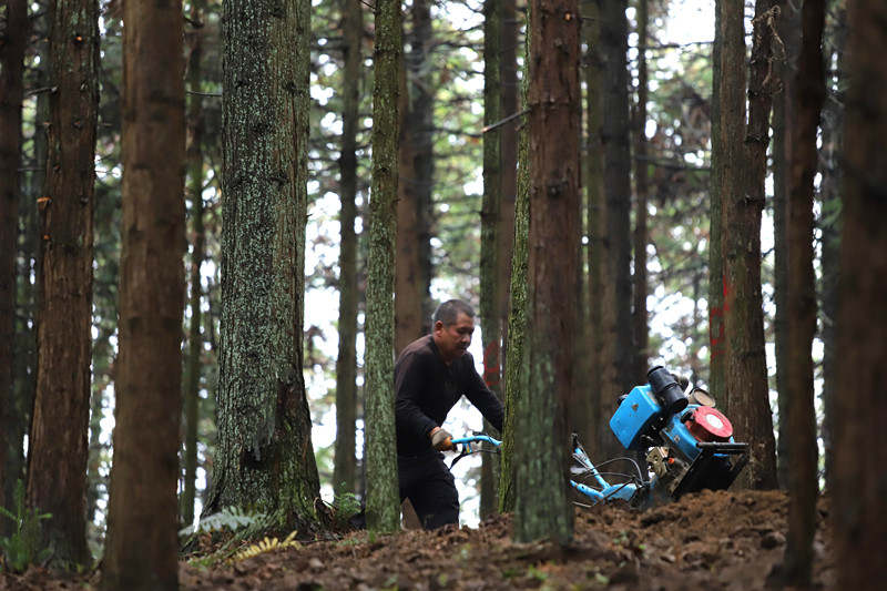  圖為工人犁地為種植紅托竹蓀做準備。