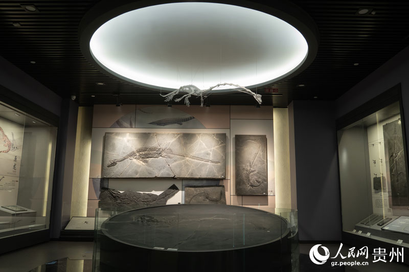 興義動(dòng)物群。人民網(wǎng) 陽(yáng)茜攝