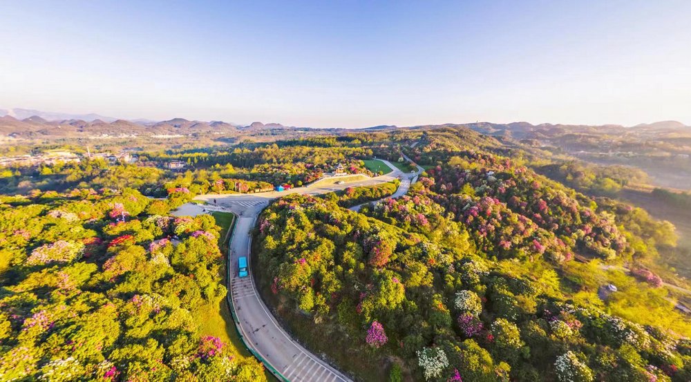 航拍畢節百里杜鵑。燕江濤攝