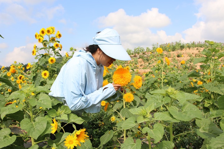向陽(yáng)谷花海。