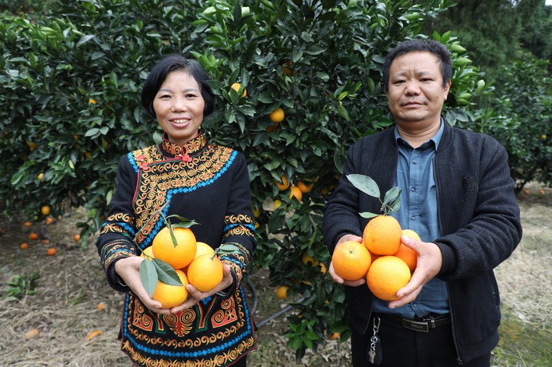 種植戶羅才菊與大河村黨支書記戴世雄。