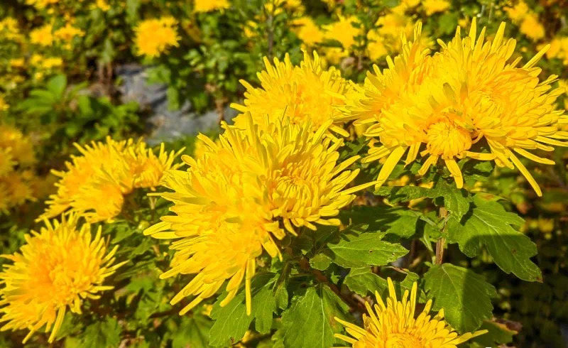 菊花盛開。