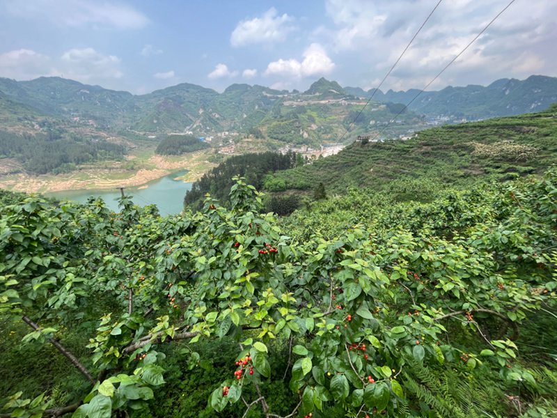 圖為：開(kāi)州湖種植的水果