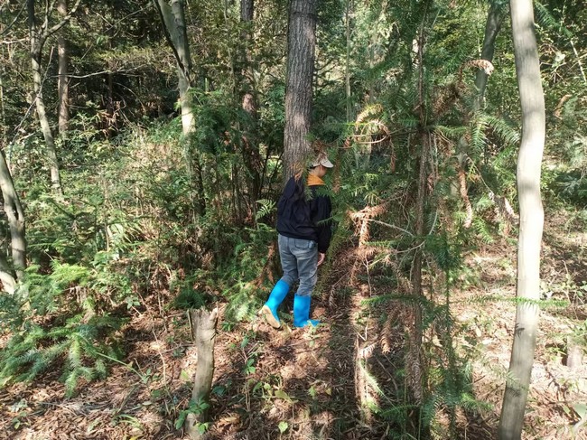 村委工作人員在林中巡查。