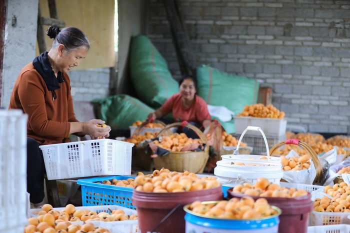 開陽富硒枇杷。