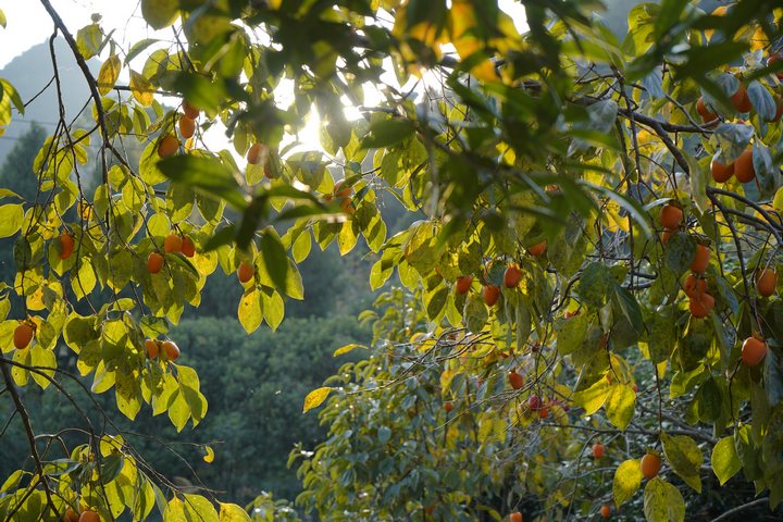 掛滿枝頭的柿子。