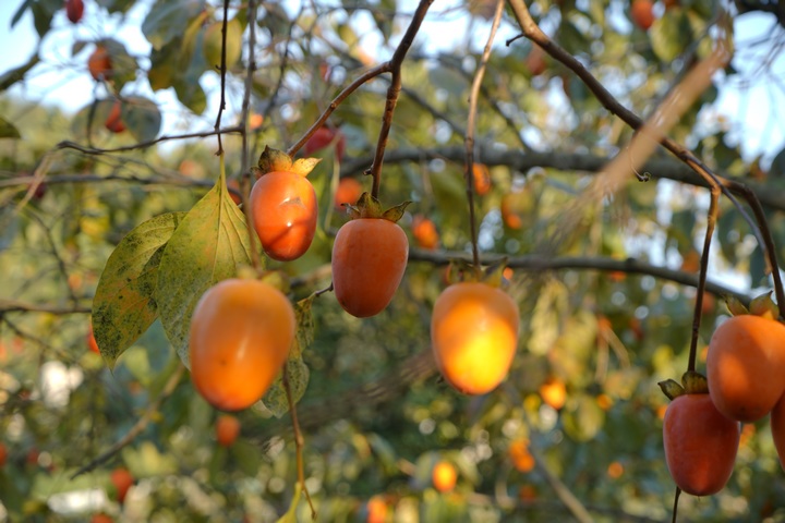 掛滿枝頭的柿子。