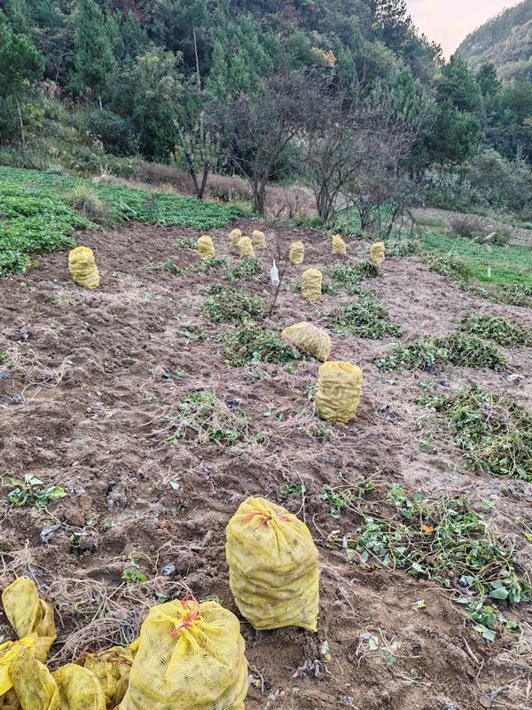 采收的紅薯已打包.jpg