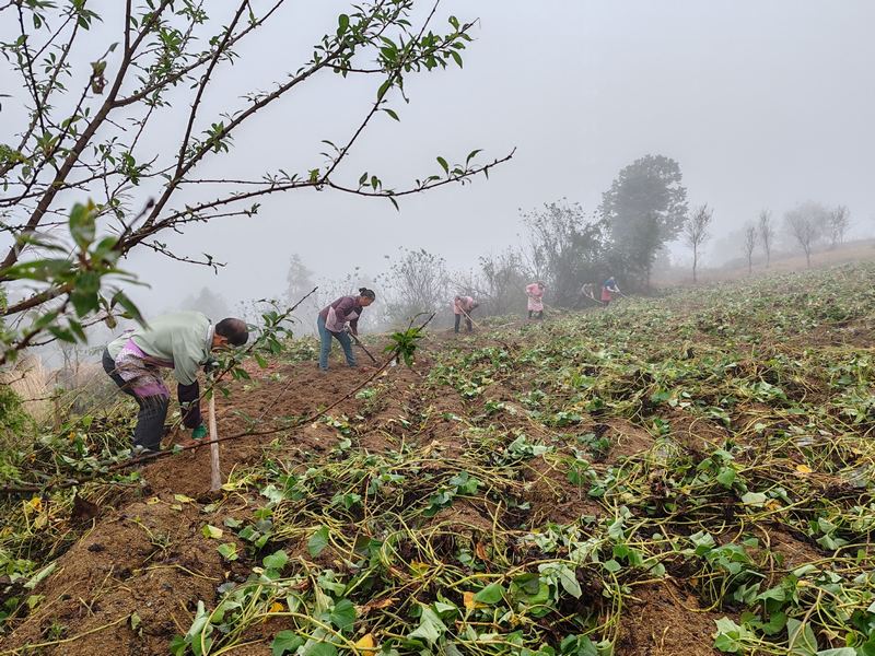 和平街道山坪村村民正在挖紅薯.jpg