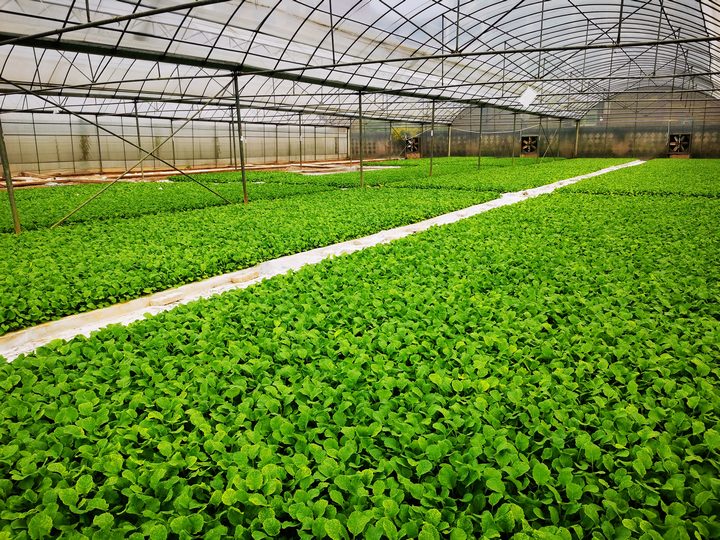 長勢良好的油菜。