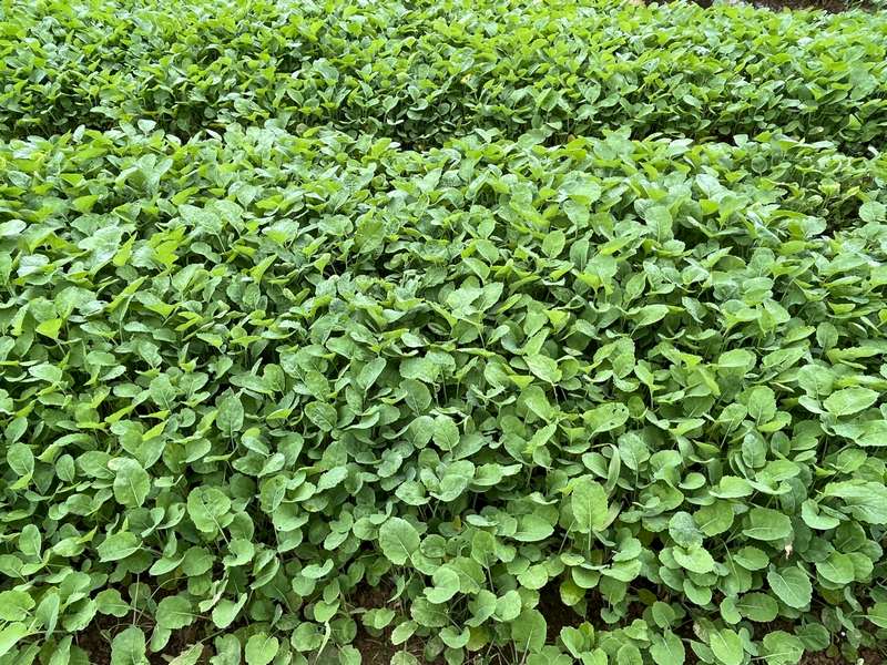 七星關區海子街鎮樹垮村油菜苗。