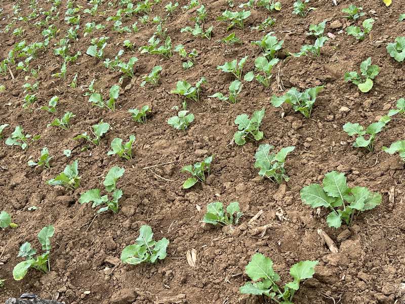 七星關區海子街鎮樹垮村油菜長勢不錯。