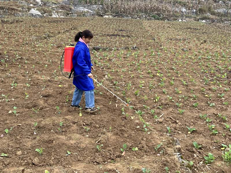 種植戶耿立鳳凰正在噴灑農藥。