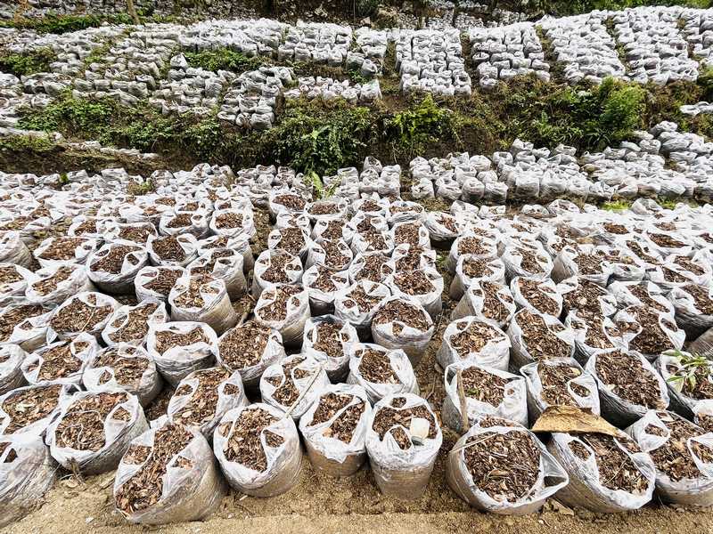 袋裝天麻種植基地。