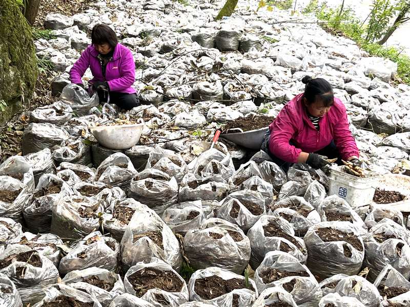 袋裝天麻種植基地。