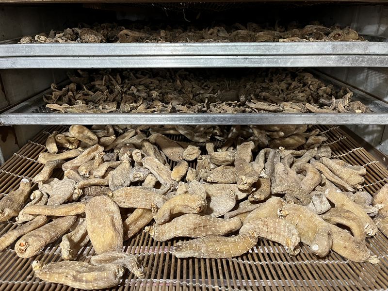 天麻烘干加工。