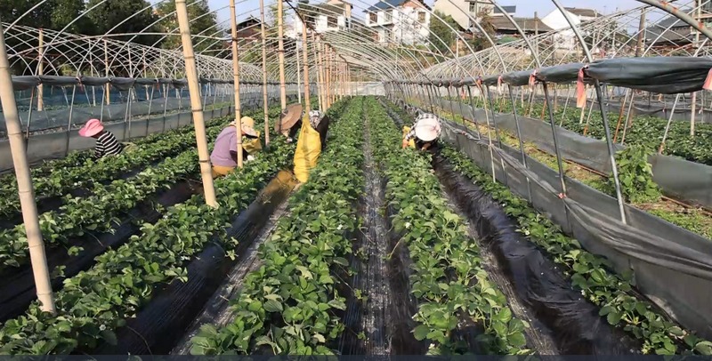草莓田間管理。