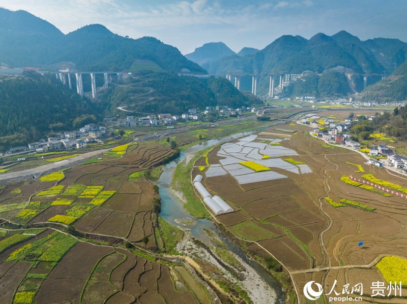 貴州省遵義市綏陽縣枧壩鎮(zhèn)黃魚村的千畝高粱種植基地美如畫。人民網(wǎng) 陽茜攝