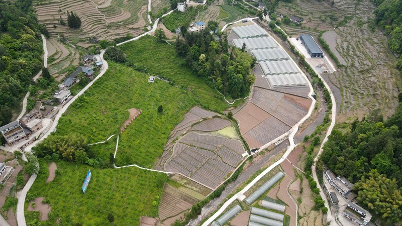 程寨鎮(zhèn)石門村種植基地。習水縣融媒體中心供圖