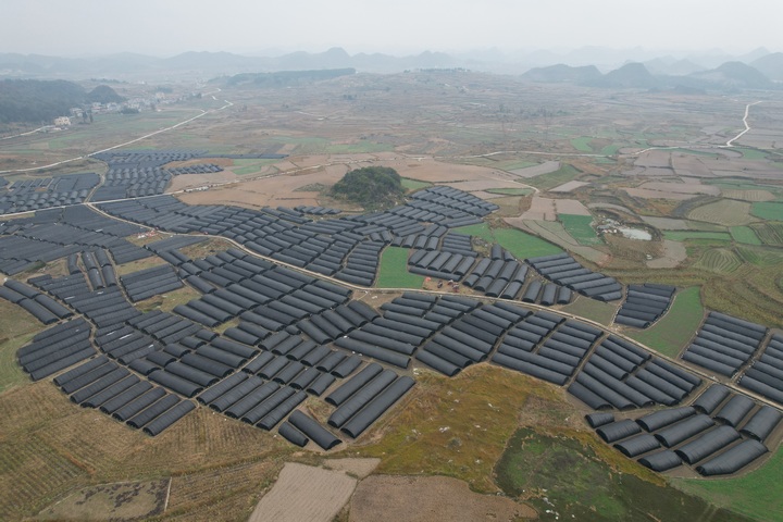 青山村羊肚菌種植基地。