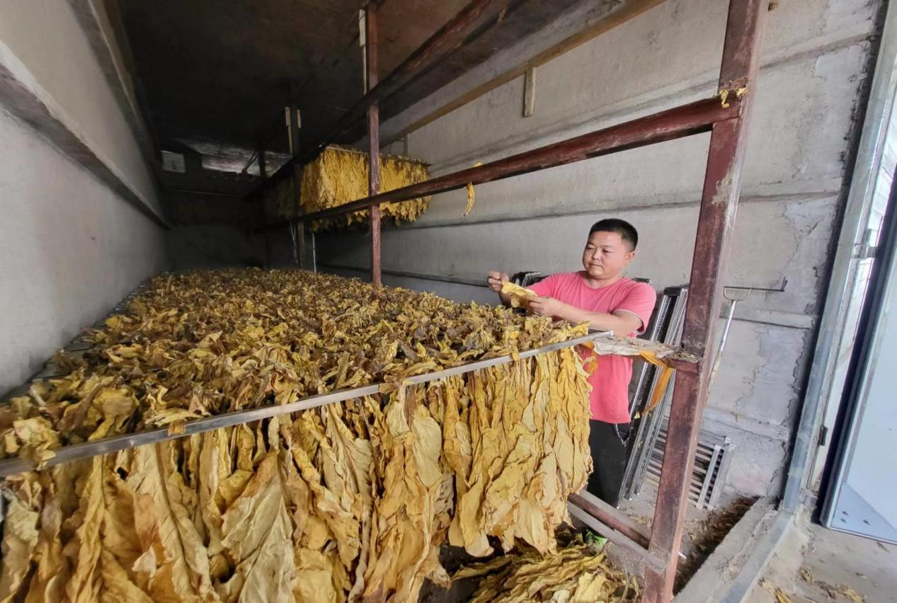 劉靜正在烘房查看煙葉質量。