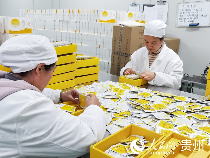 工人正在打包天麻粉。人民網(wǎng) 王秀芳攝