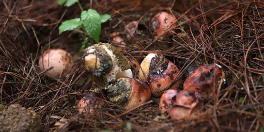 “林下經濟”護了生態 鼓了“口袋”