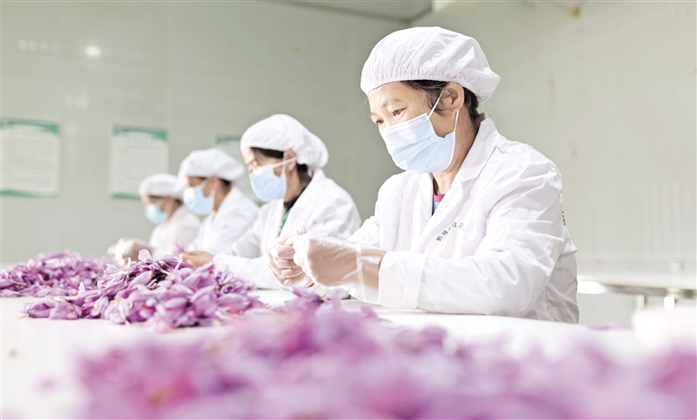 胡攀學攝 藏紅花分揀加工廠內,工人在抽取花絲。