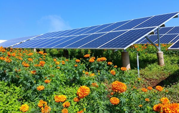 貴州：打造“光伏+”農業，藍海下的振興路