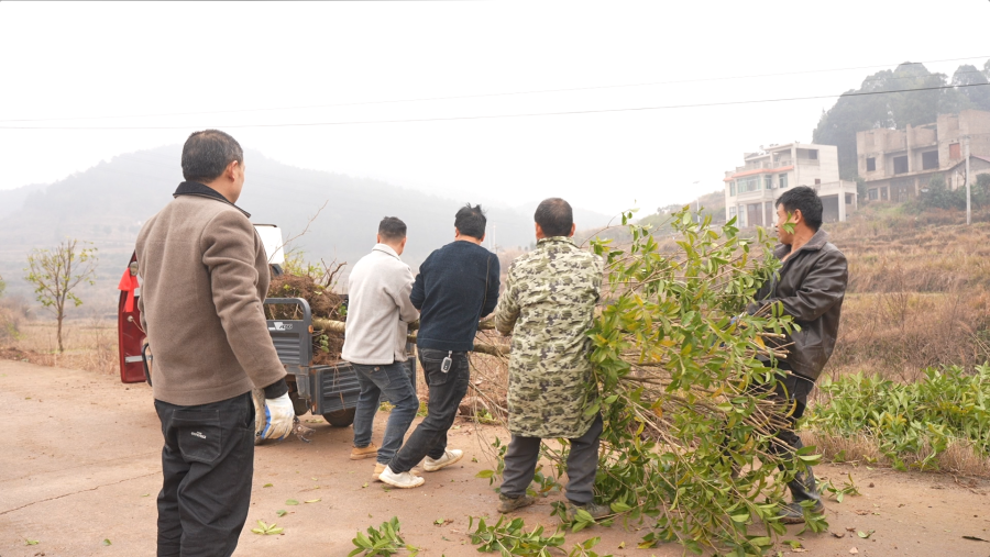 村民正在搬運樹苗。