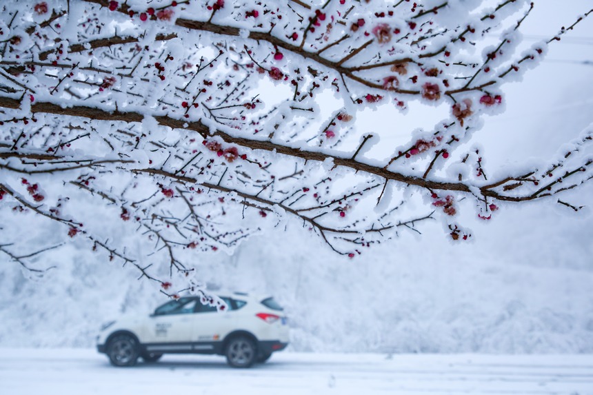 六盤水梅花山旅游景區被雪包裹的梅花。趙樺攝