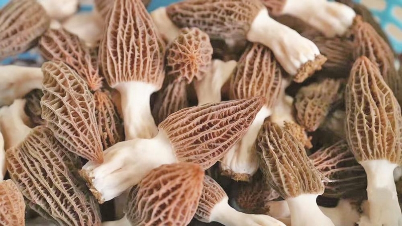 羊肚菌。