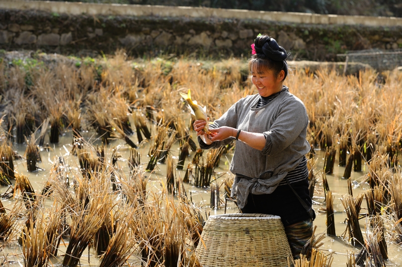 劍河縣柳川鎮(zhèn)巫堆村村民在捕撈稻花鯉。