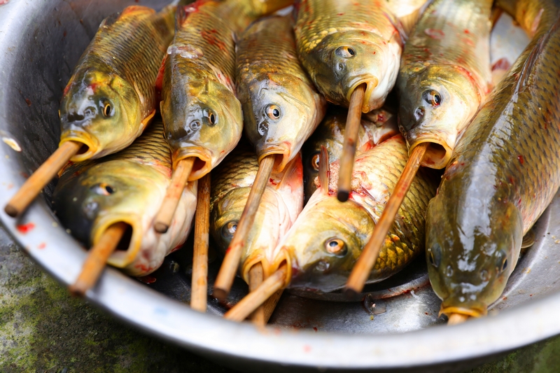 村民用筷子給魚(yú)定型。