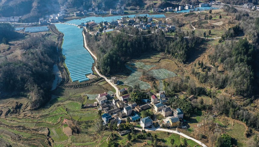 務川自治縣分水鎮過江社區草莓種植基地（無人機照片）。