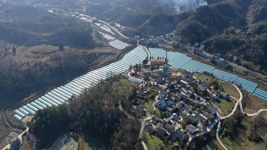 務川自治縣分水鎮過江社區草莓種植基地（無人機照片）。